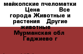  майкопские пчеломатки F-1  › Цена ­ 800 - Все города Животные и растения » Другие животные   . Мурманская обл.,Гаджиево г.